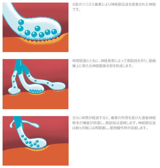 神経再生作用のイメージ
