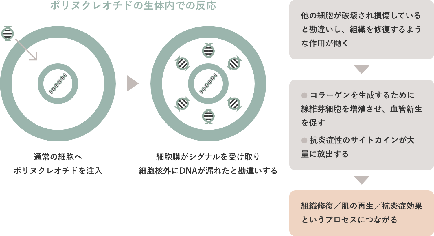 ポリヌクレオチドの⽣体内での反応
