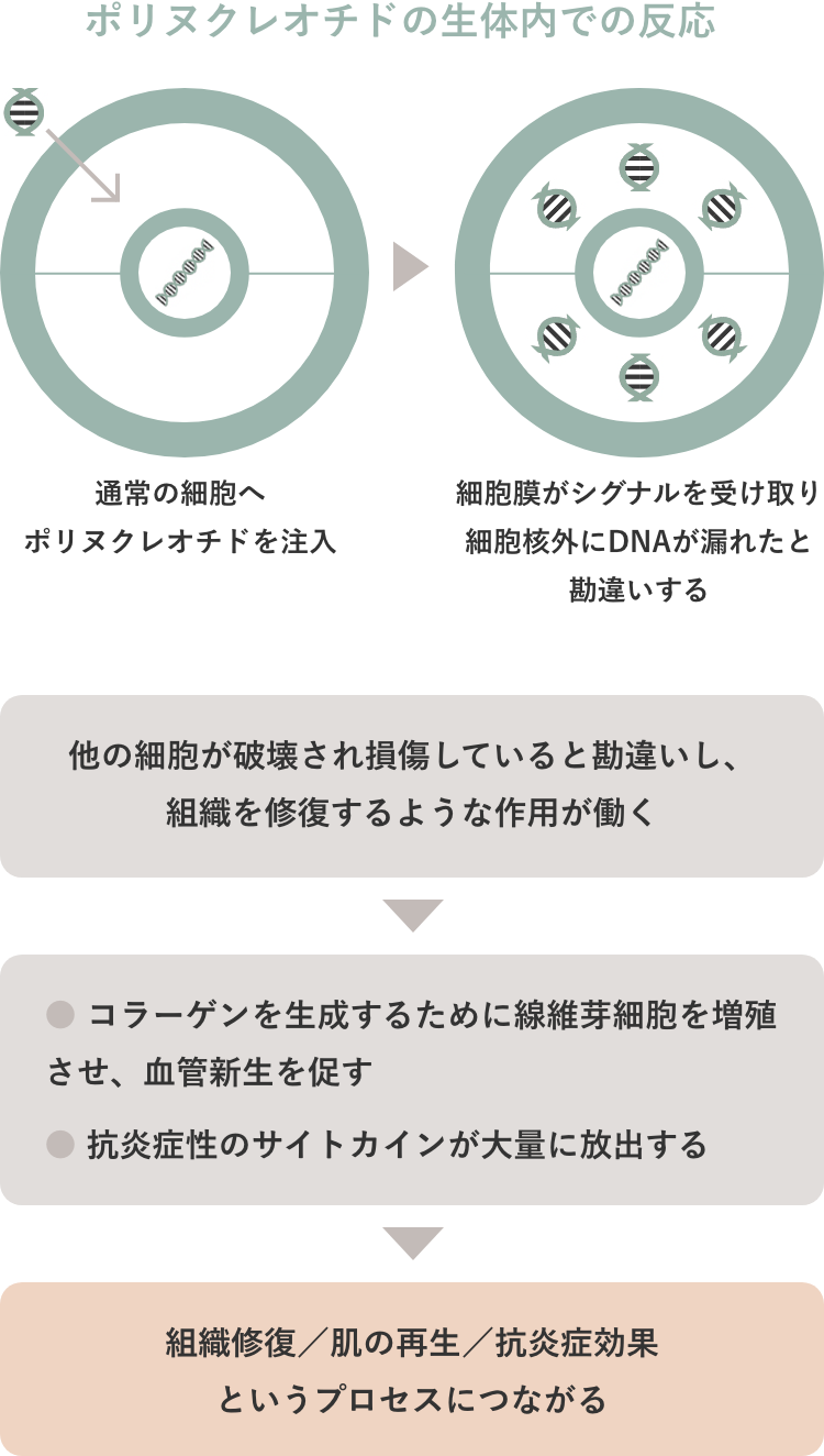 ポリヌクレオチドの⽣体内での反応